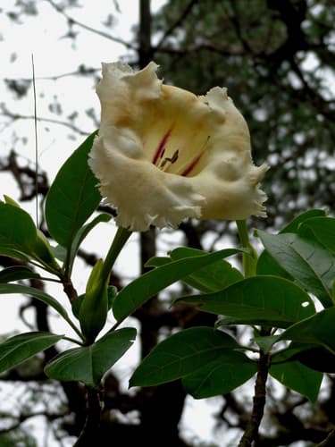 Solandra brevicalyx
