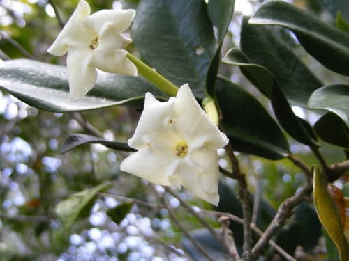 brilliant raintree