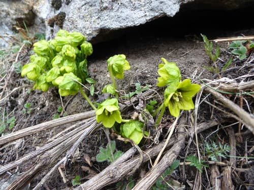 Himalayan mandrake