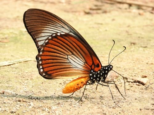 Giant Blue Swallowtail
