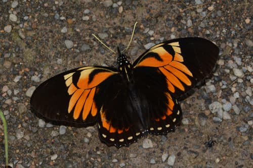Papilio bachus