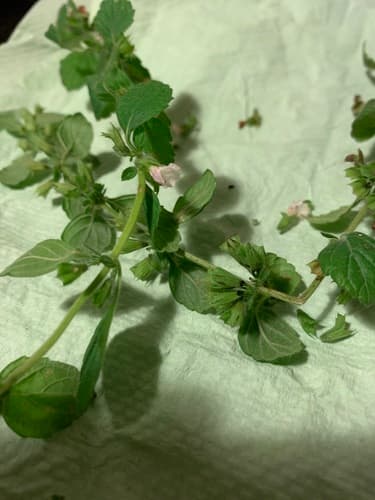 Lemon Balm