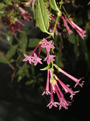 Cestrum poasanum