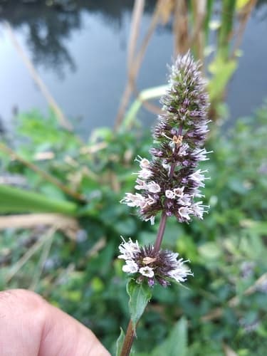 Peppermint