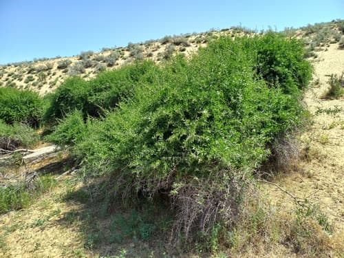 Lycium flexicaule