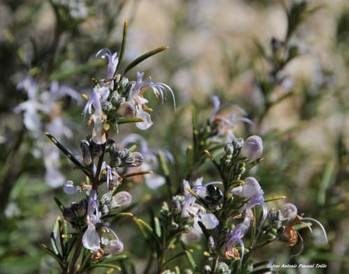 Rosemary
