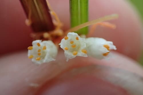 Cusp Dodder
