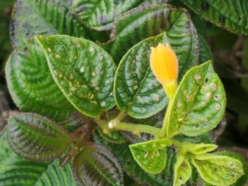 Deprea ecuatoriana