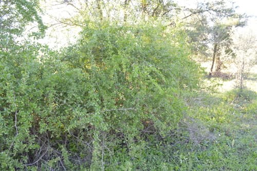 Lycium glomeratum