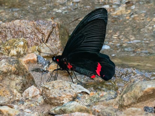 Dixon’s Batwing