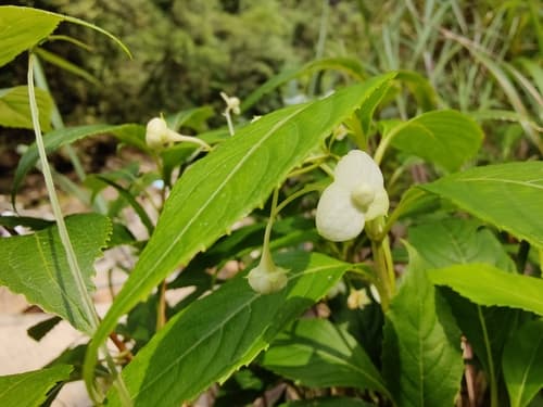 Hydrangea gracilis
