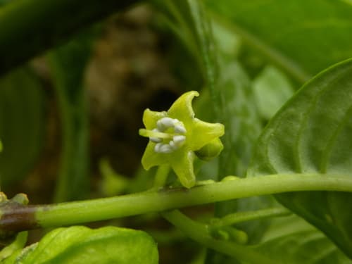 Deprea vasquezii