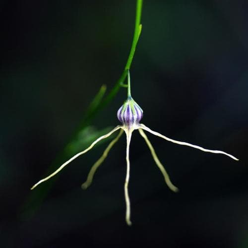 Slender Tailflower