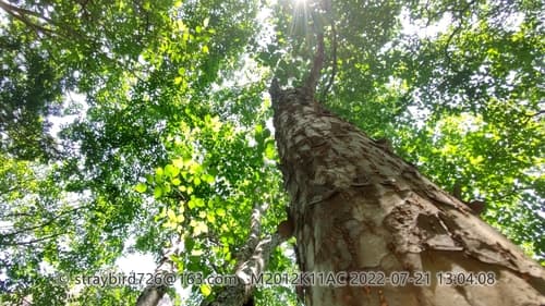 Ulmus lamellosa