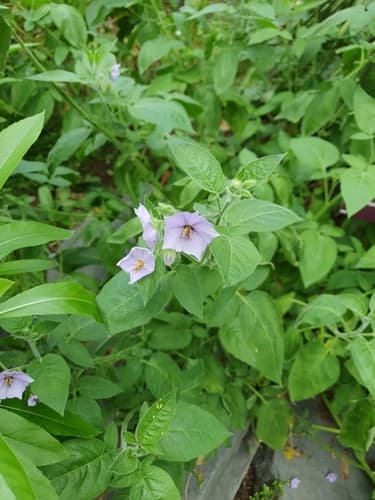 Solanum trisectum