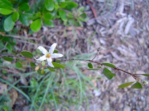Solanum vaccinioides