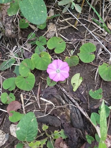 Argyreia siamensis