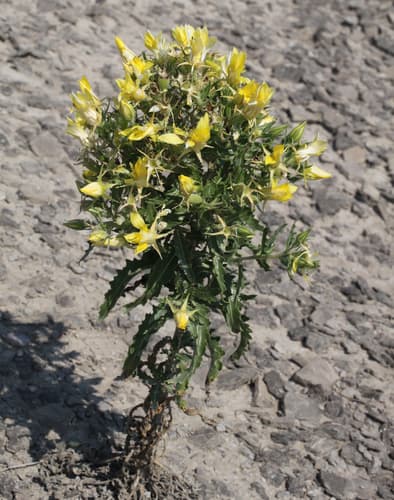 Gold Blazingstar