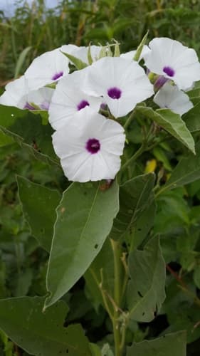 Astripomoea