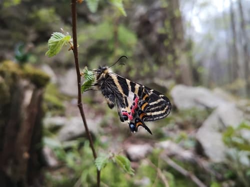 Luehdorfia longicaudata