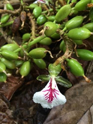 Cardamom