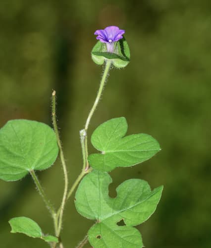 Ipomoea capitellata