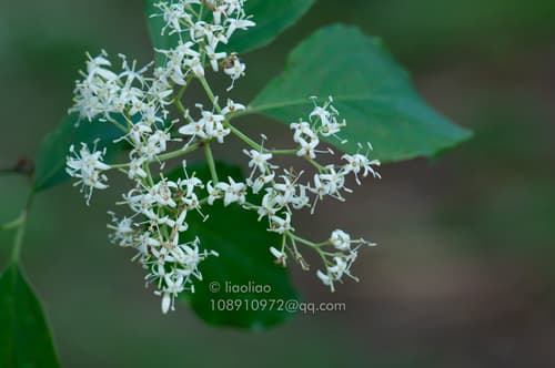 Wilson's dogwood