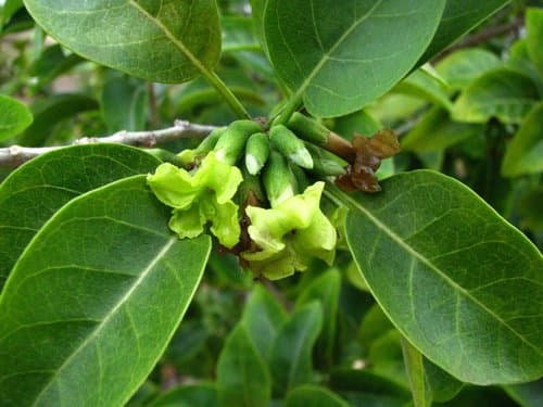 smallflower 'aiea
