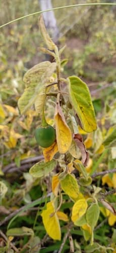 Solanum gardneri