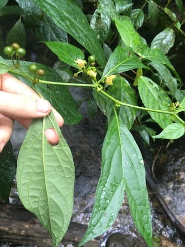 Capsicum coccineum