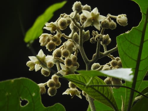 Solanum semotum