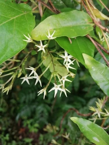 Cestrum scandens