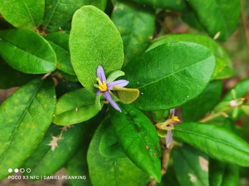 Solanum dendroicum