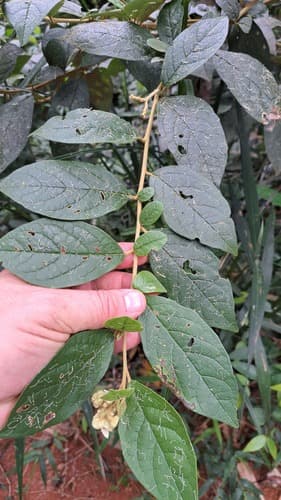 Solanum sellowii