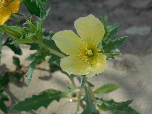 Mentzelia nesiotes