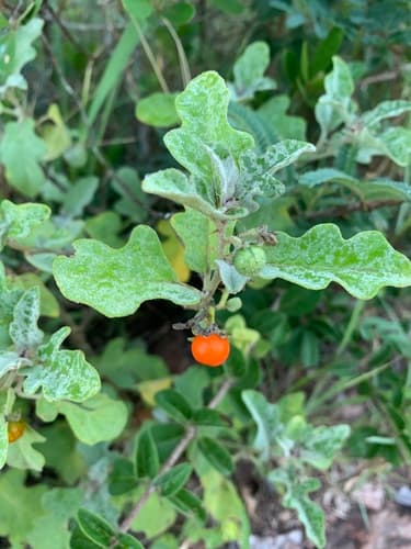 Solanum usaramense