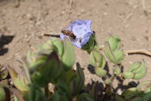 Nolana latipes