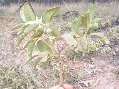 Solanum pisinnum