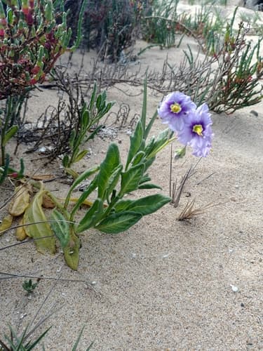 Solanum indivisum