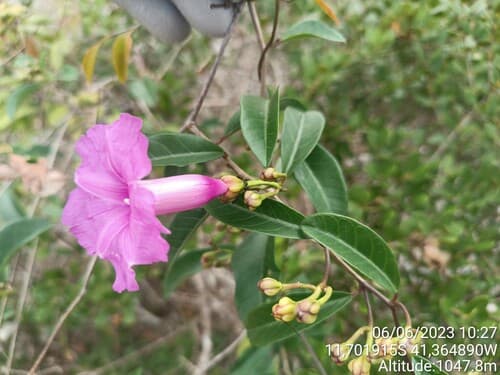 Ipomoea pintoi