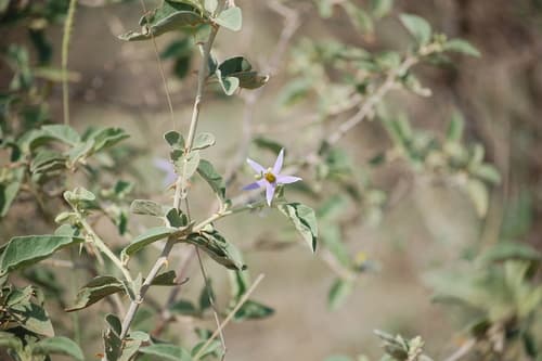 Solanum dennekense