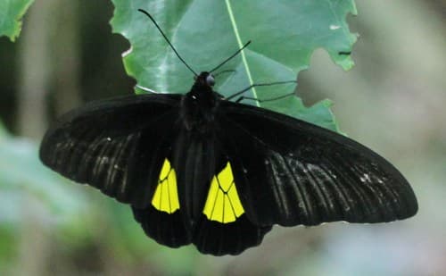 Troides staudingeri