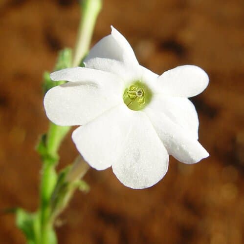Native Tobacco