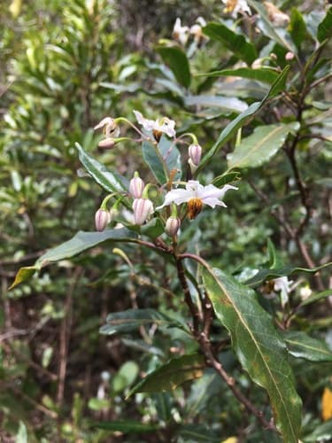 Solanum artense