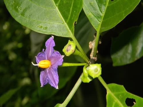 Lycianthes anomala