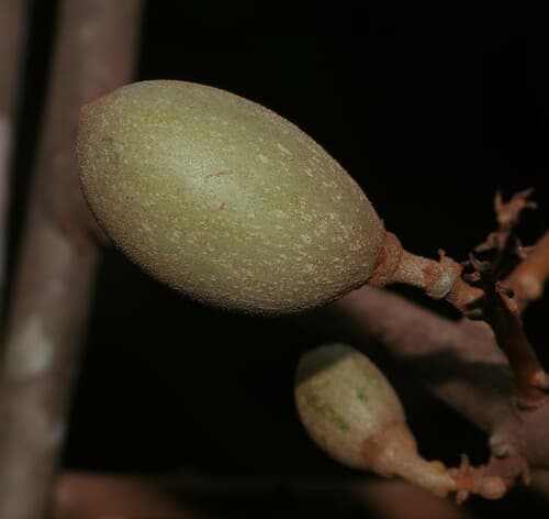 Dicranostyles longifolia