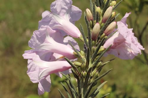 Ipomoea paulistana