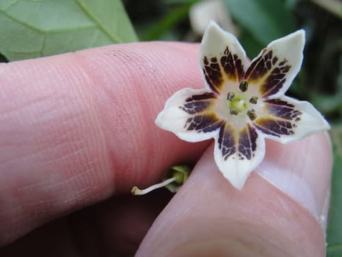 Capsicum pereirae