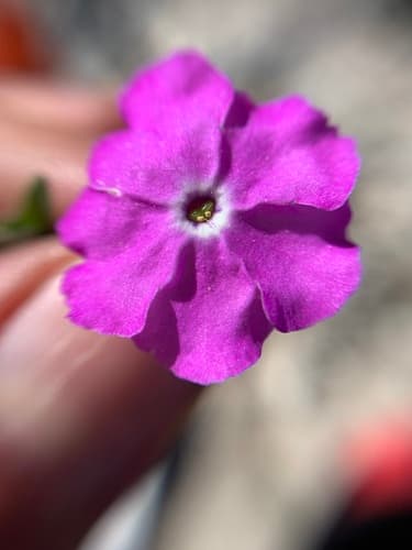 Hunzikeria coulteri
