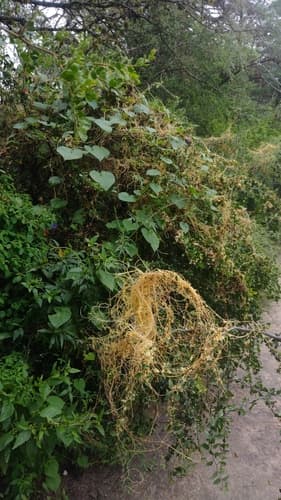 Cuscuta cristata